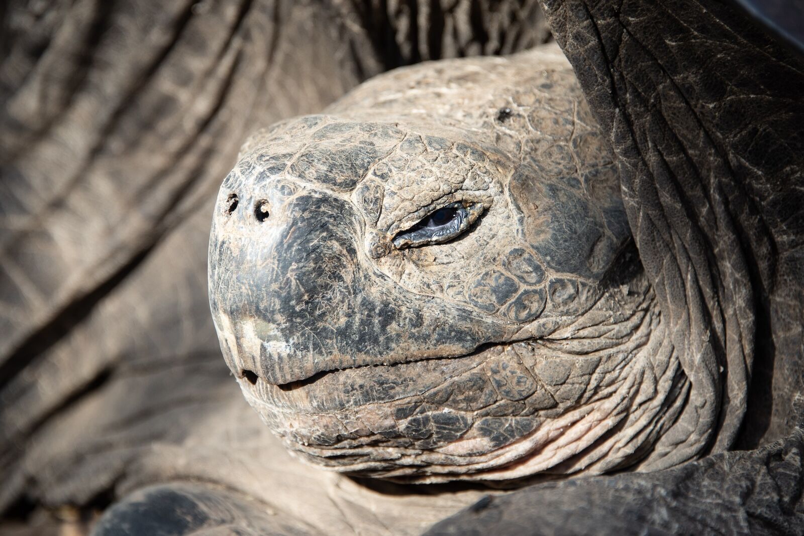 The Galapagos giant tortoise