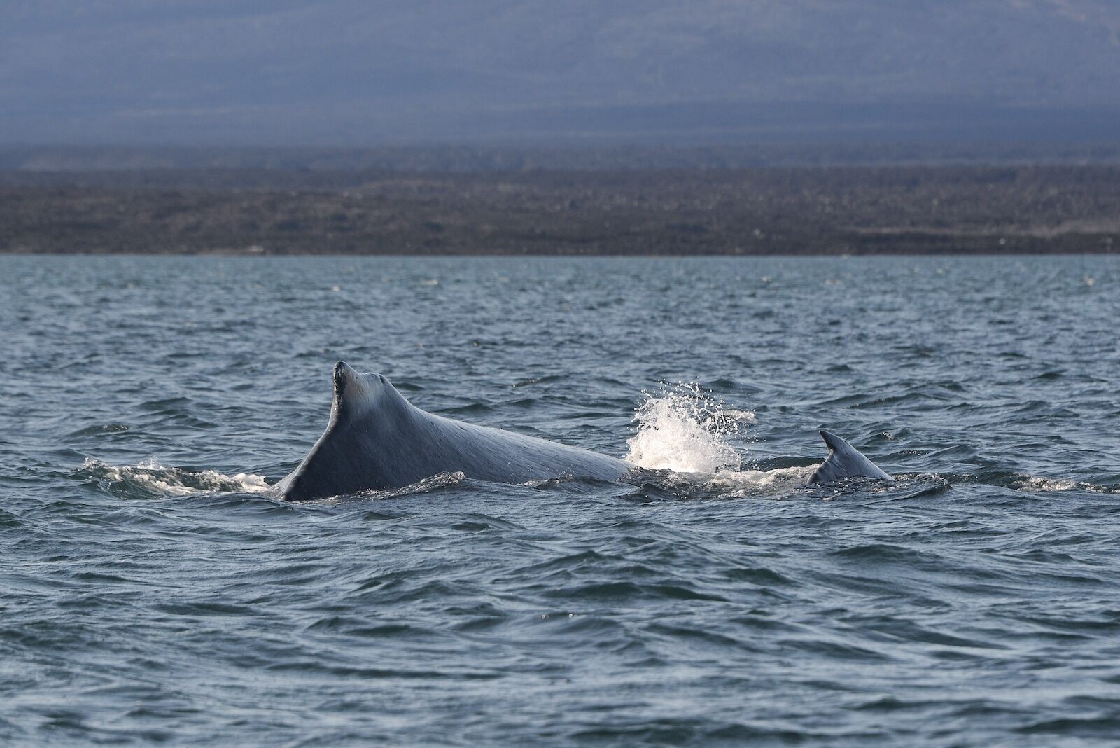 Humpback whale and calf in the Galapagos Islands