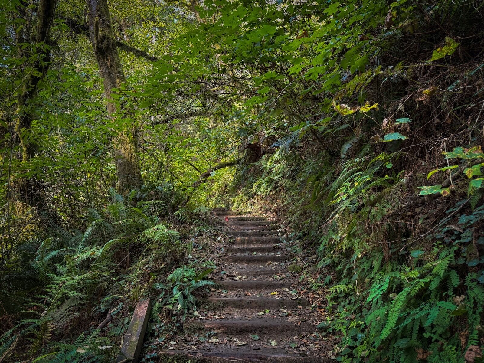 stairs fern canyon trail -- looking up 