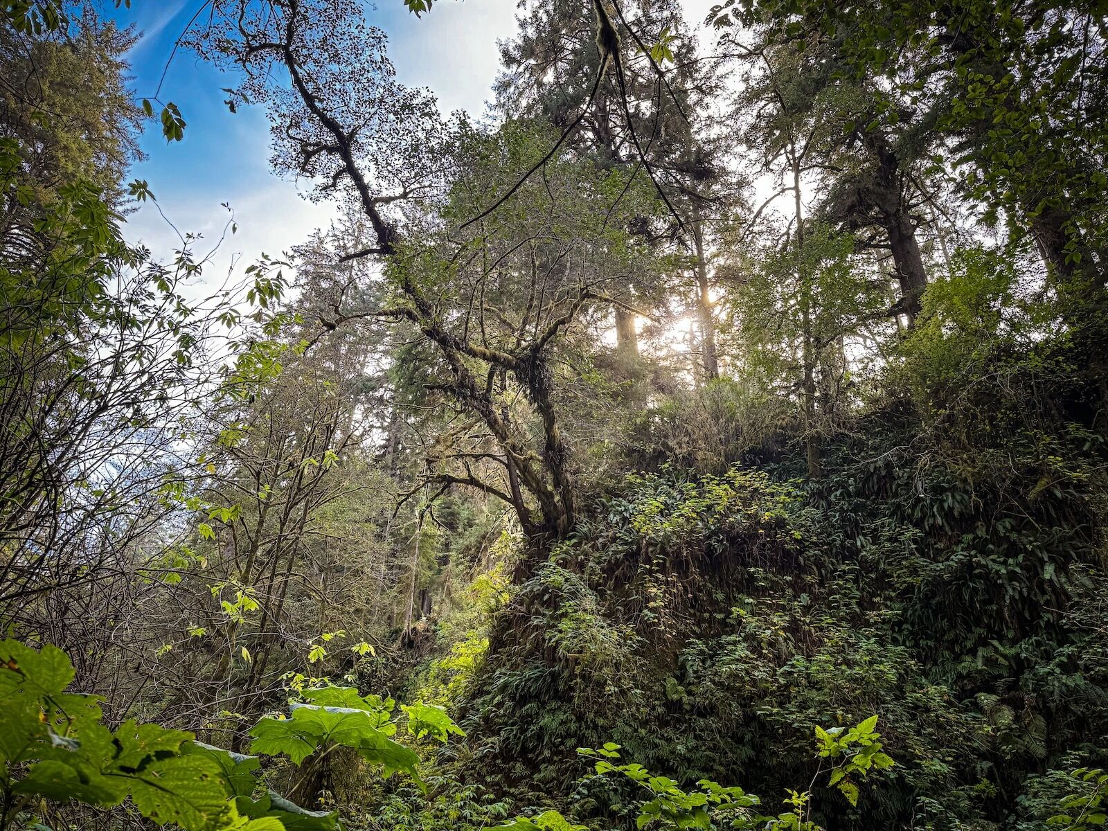 Trees fern canyon trail -- looking up 