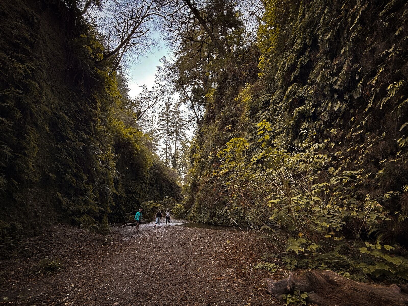 moody fern canyon trail 