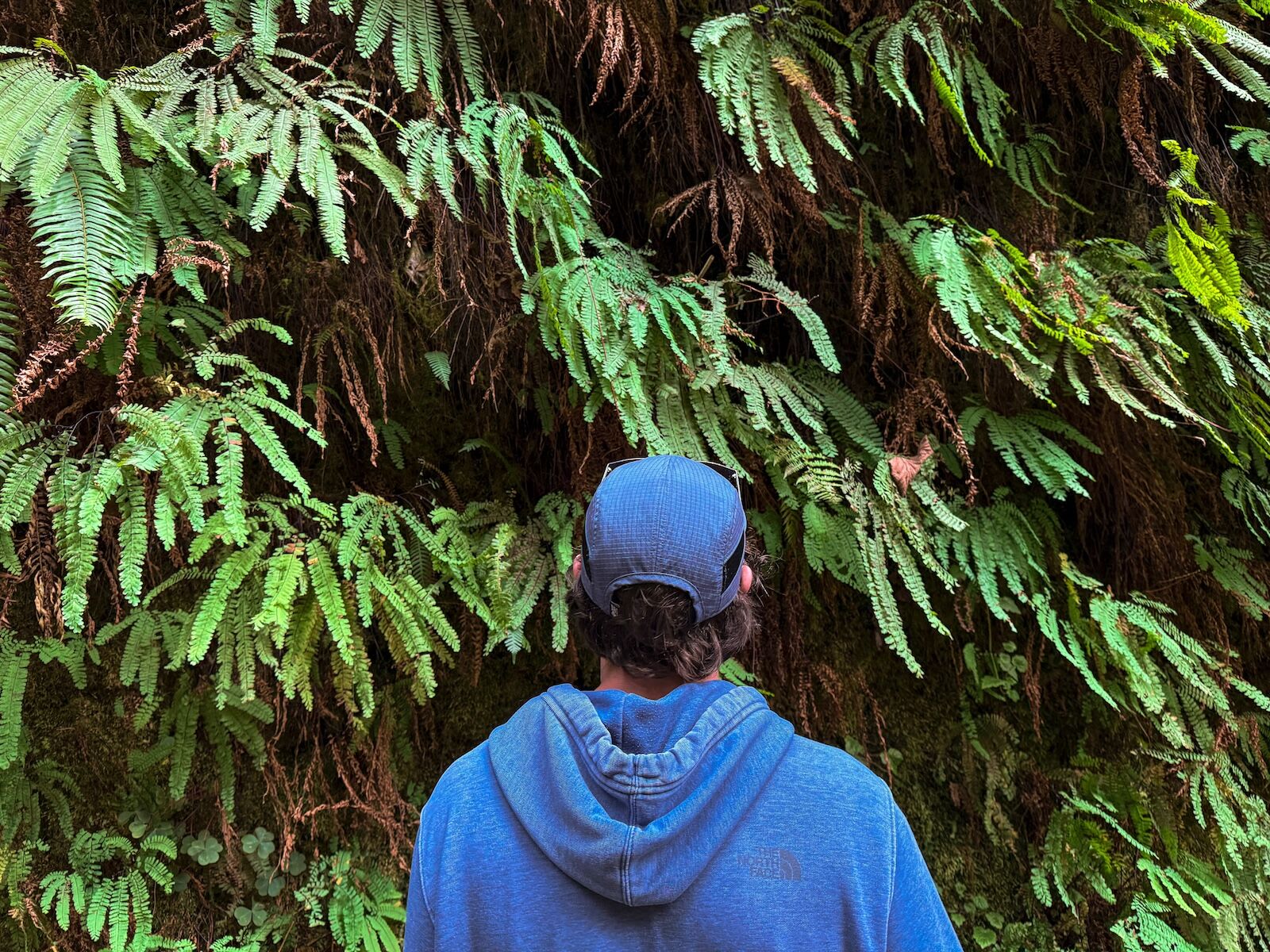 types of ferns- fern canyon trail