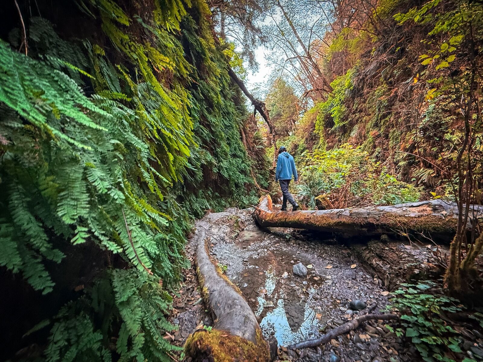 walking on log - fern canyon hike