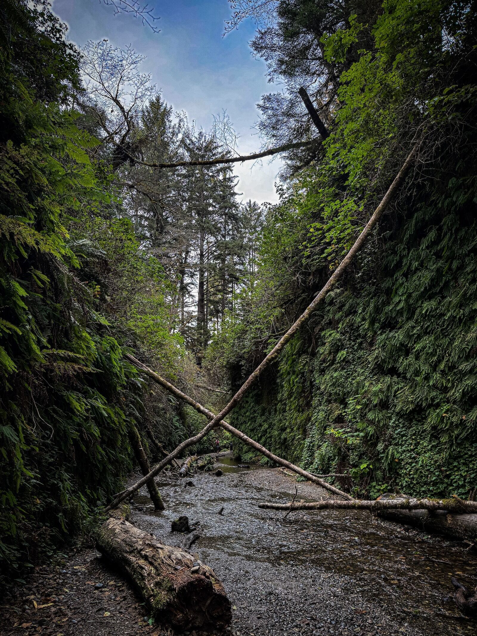 from JP lost world - fern canyon hike