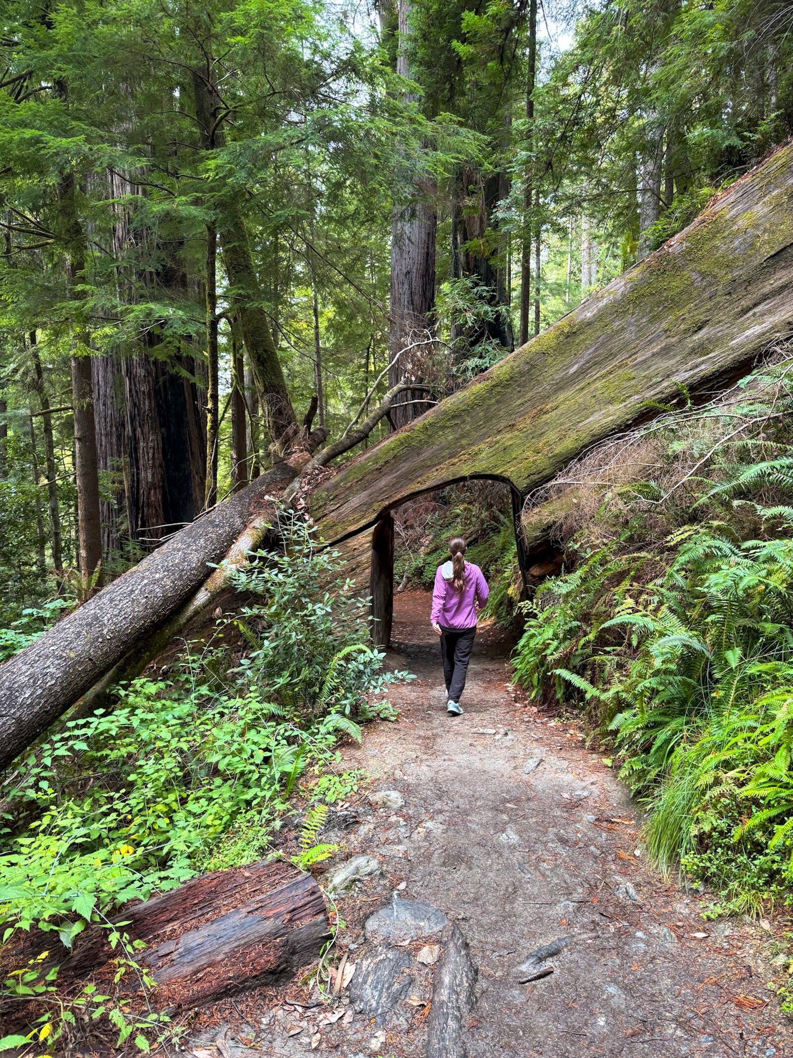 prairie creek state park tall trees trail