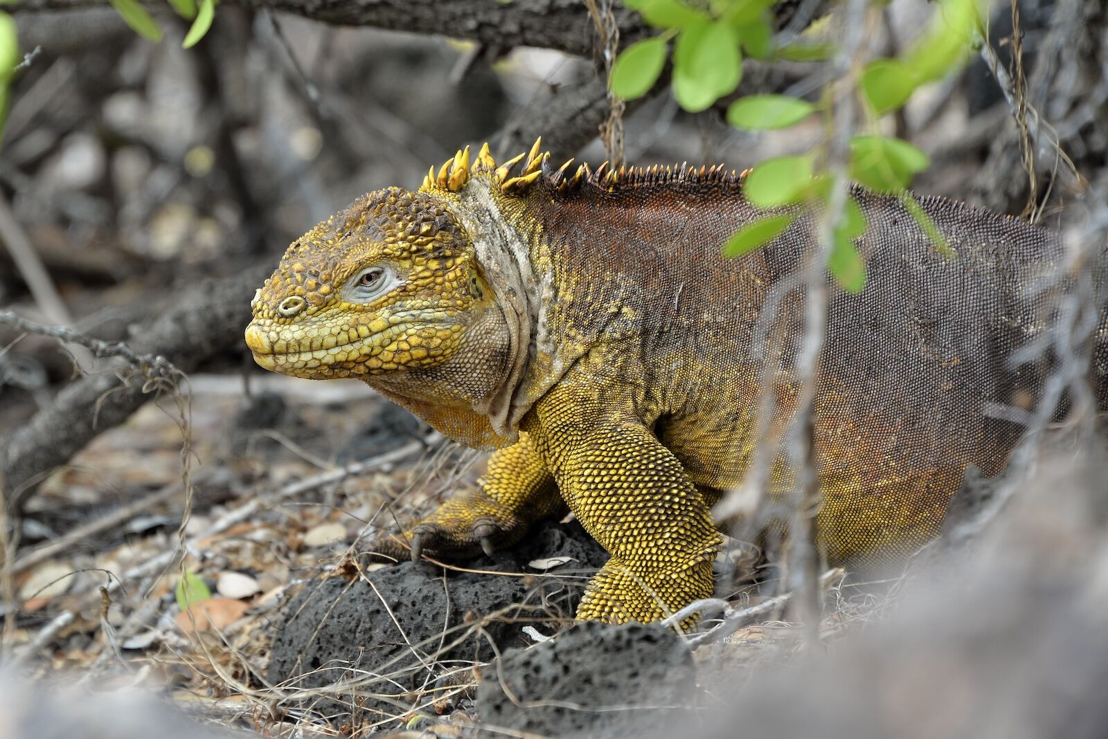 Golden land iguana in the Galapagos Islands