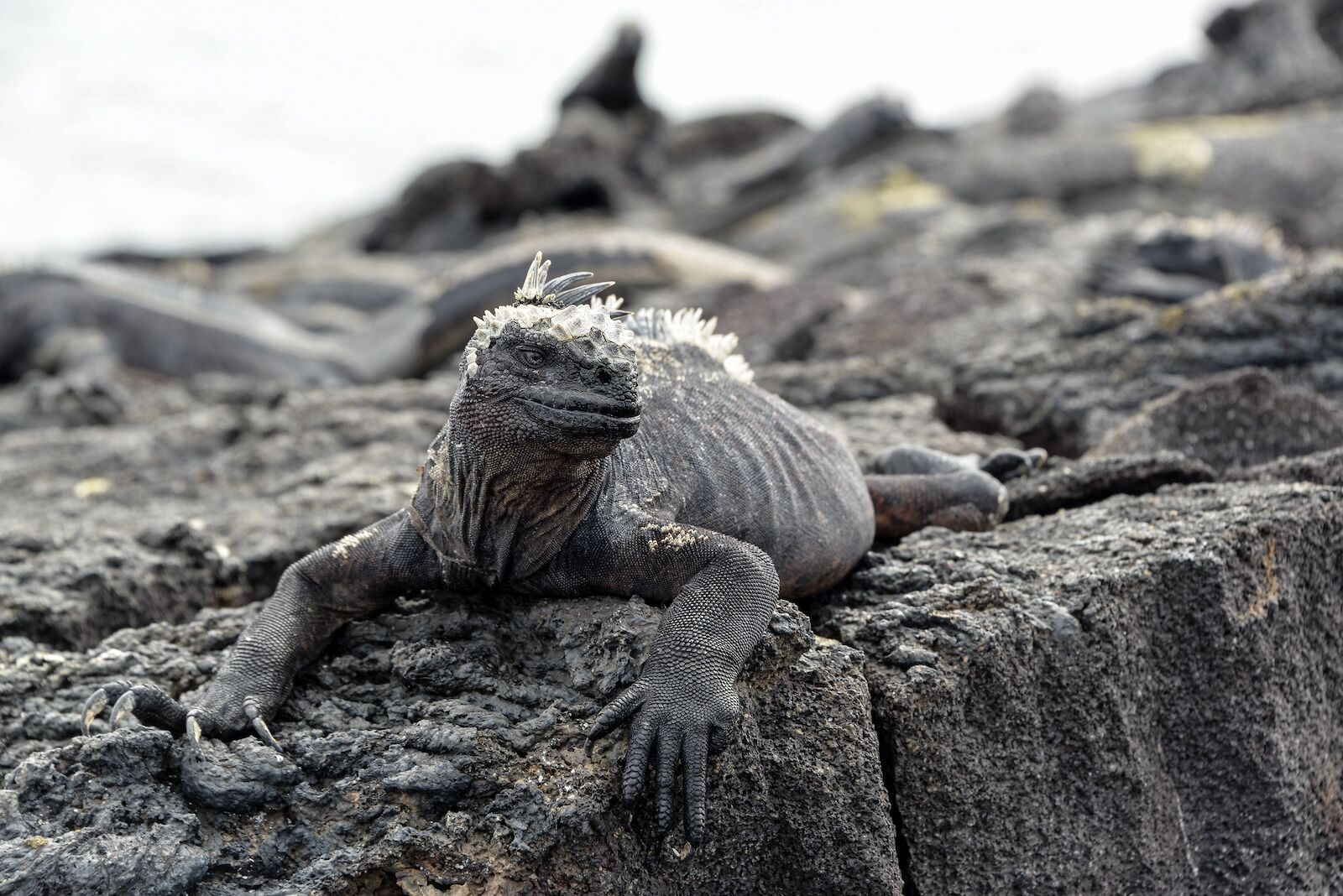 marine iguana in the Galapagos Islands