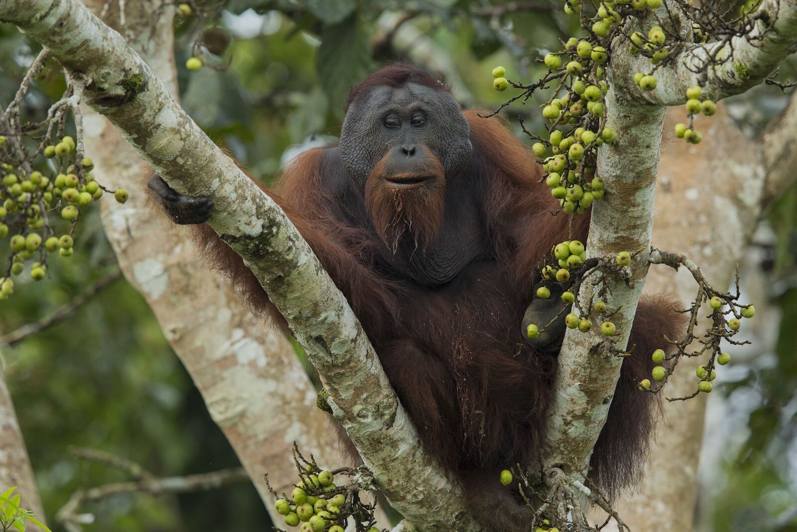 ATCF travel auction - borneo gorilla