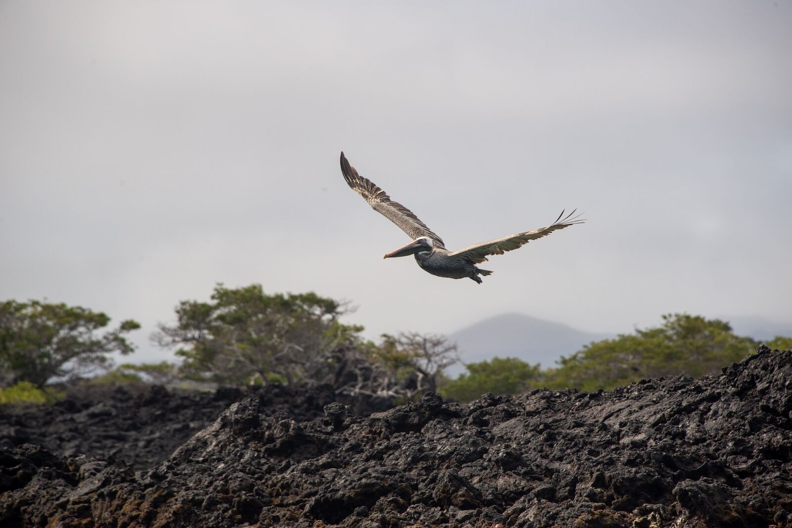 Pelican in flight in the galapagos islands