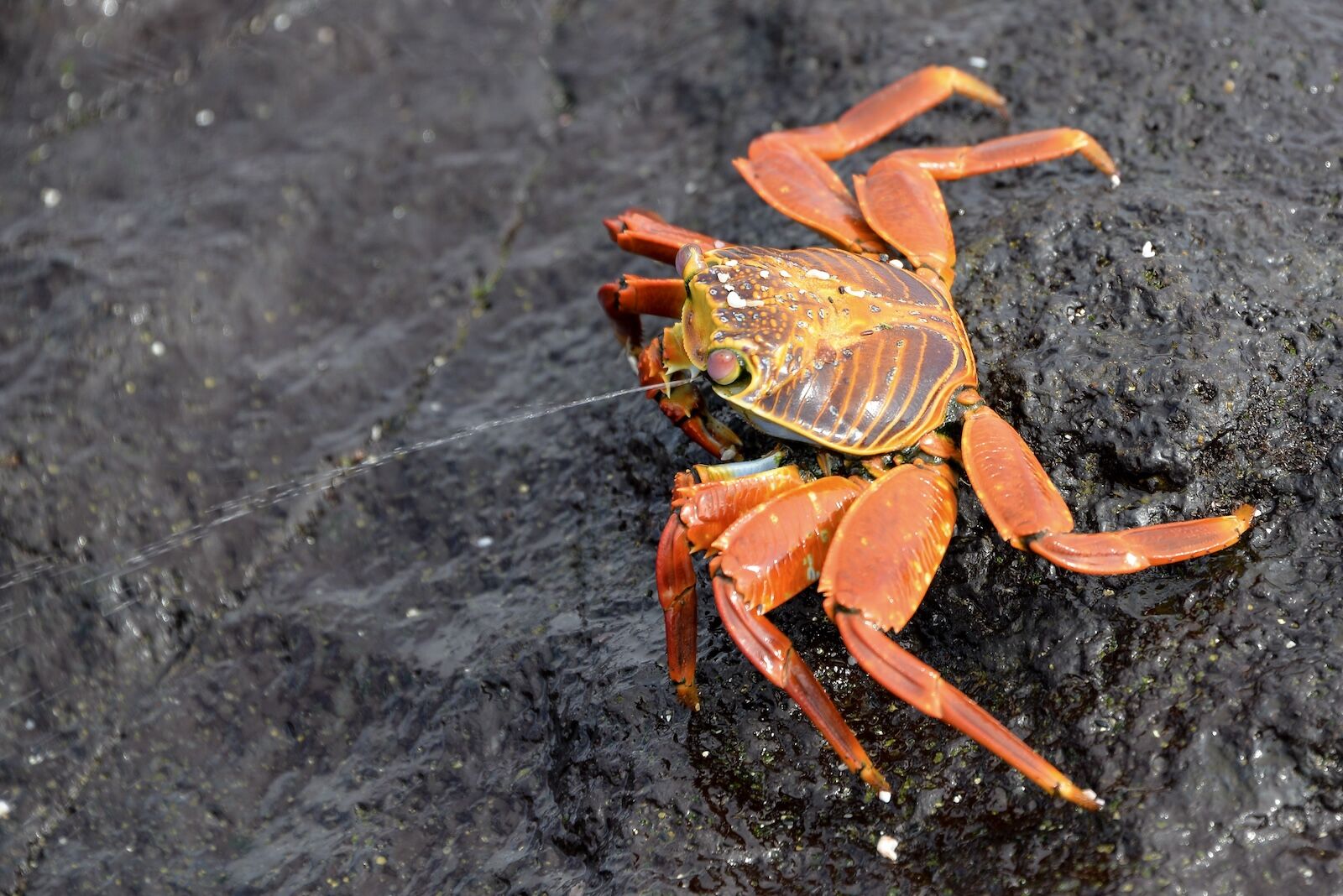 Sally lightfoot crab in the Galapagos Islands