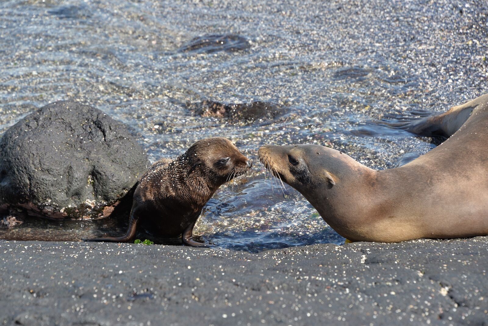 Sea lion pup with its mother in the Galapagos Islands