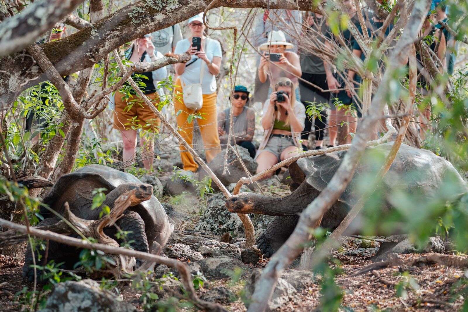 Giant tortoises being photographed by visitors to the Galapagos Islands