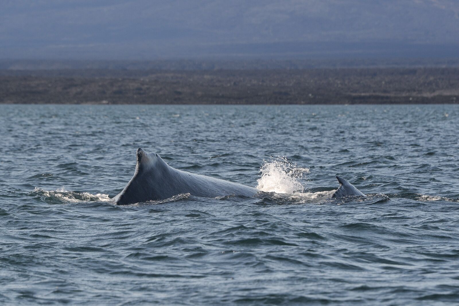 Whale-watching in the Galapagos Islands with Ecoventura