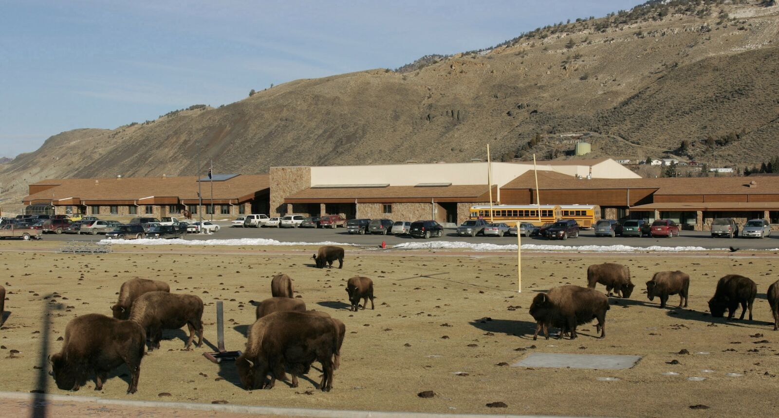 Bison grazing on the Gardiner, MT. school football field. 