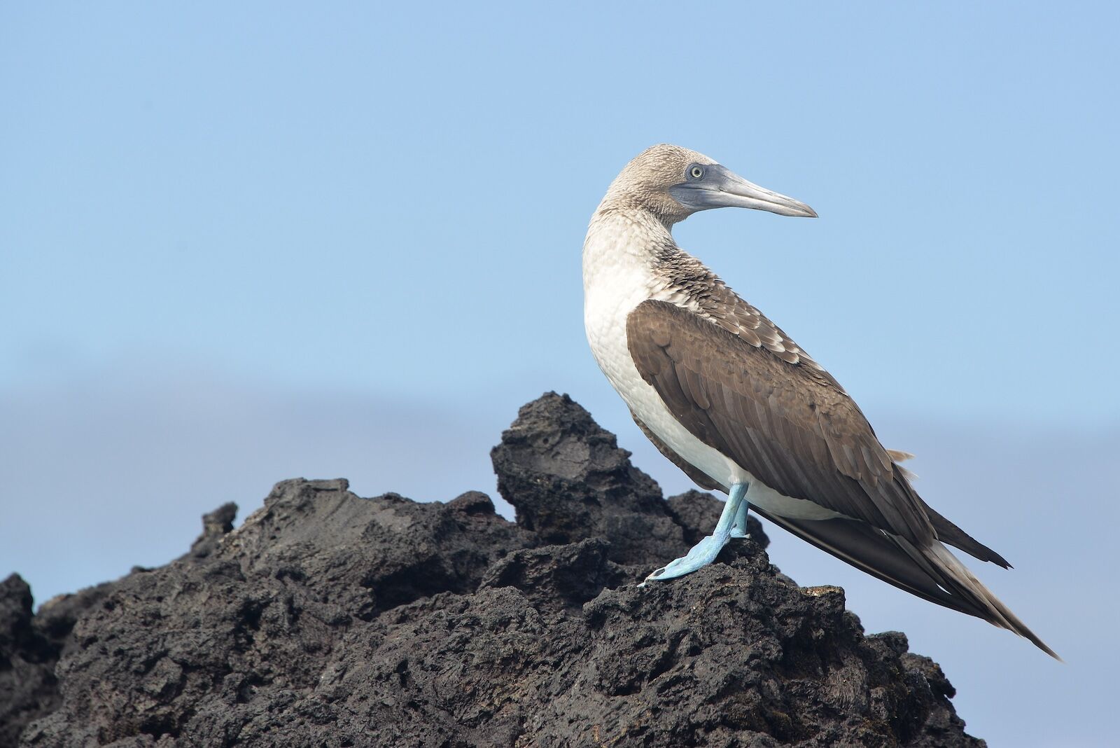 Blue footed booby in the galapagos islands