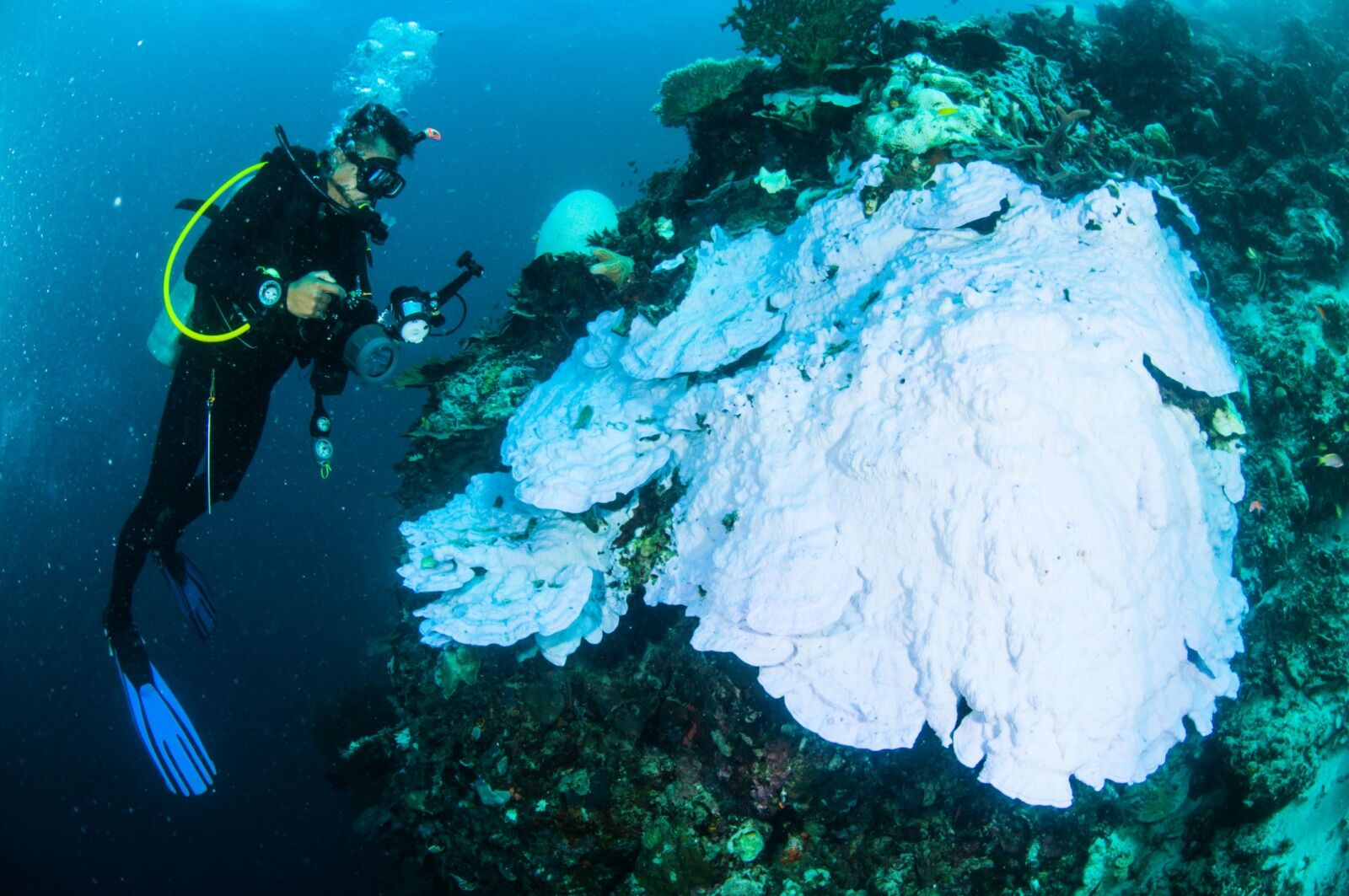 uluwatu seawall project - bleached coral in indonesia