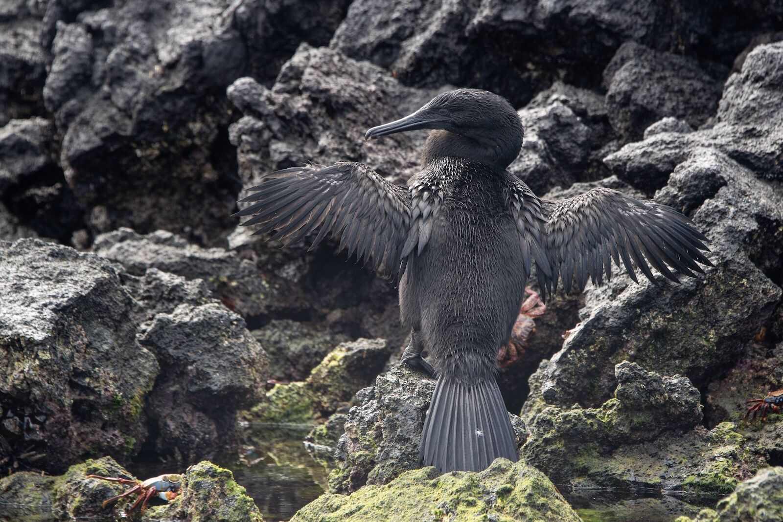 flightless cormorants in the Galapagos Islands