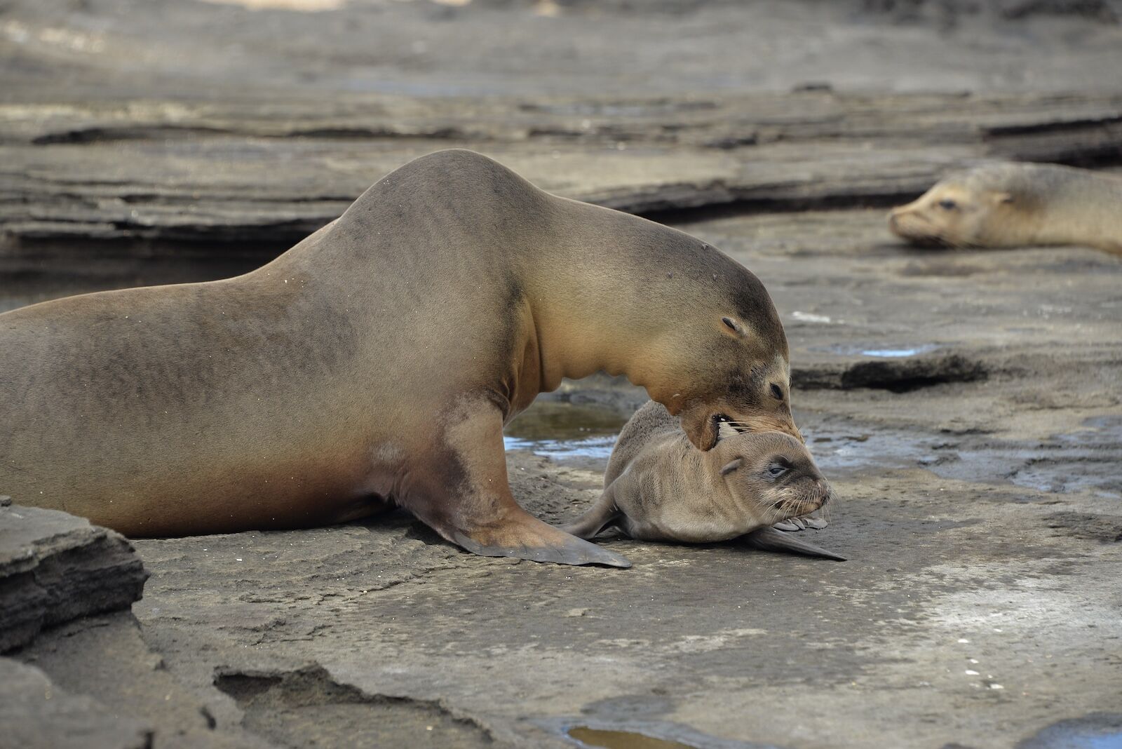 Galapagos sea lion pup and mother