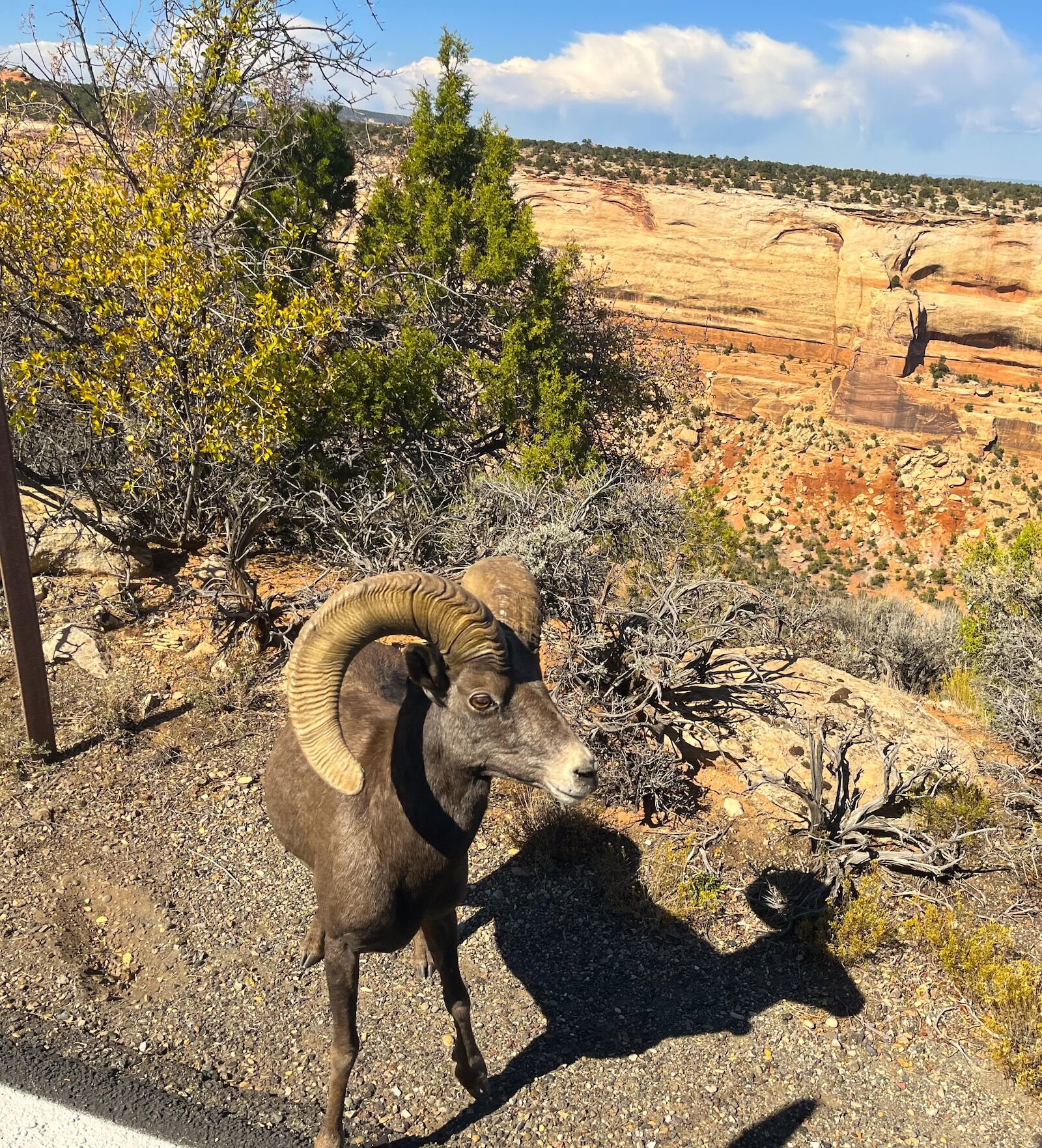 big horn sheep in colorado national monument