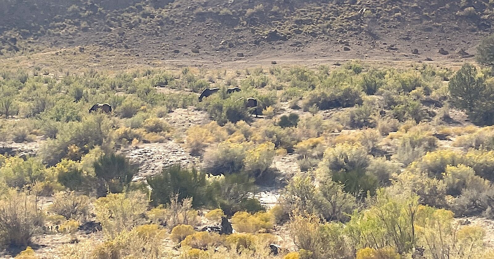 wild horses in little book clliff wild horse area