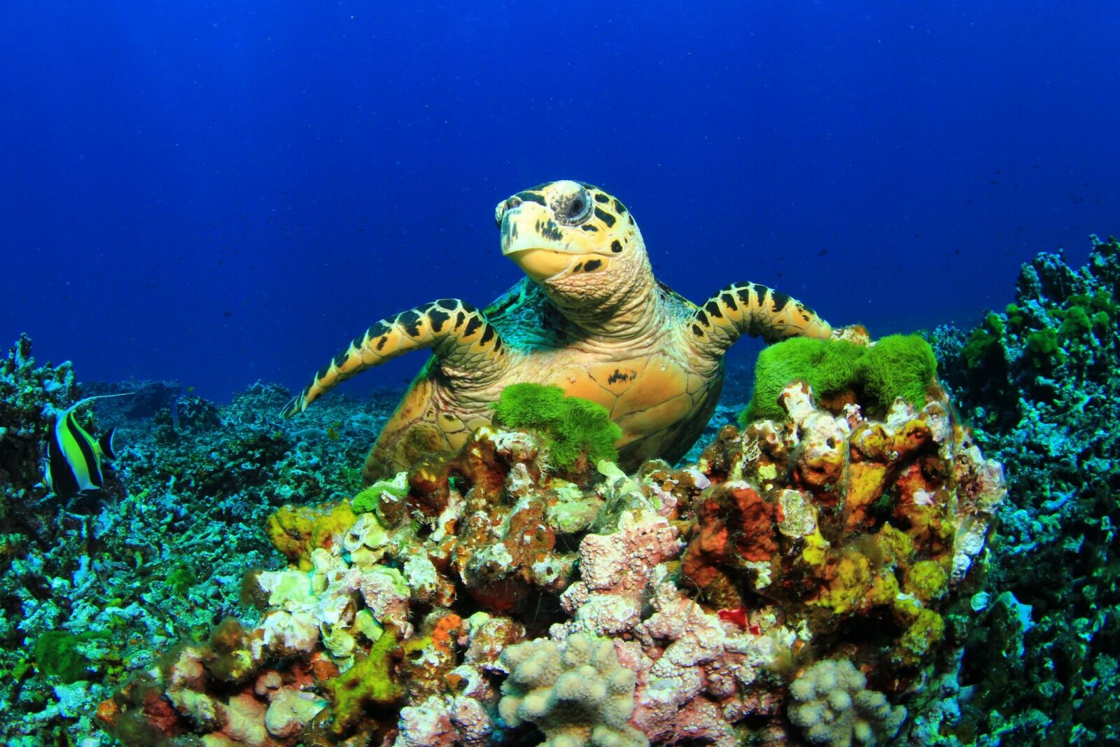 uluwatu sea wall- hawksbill turtle