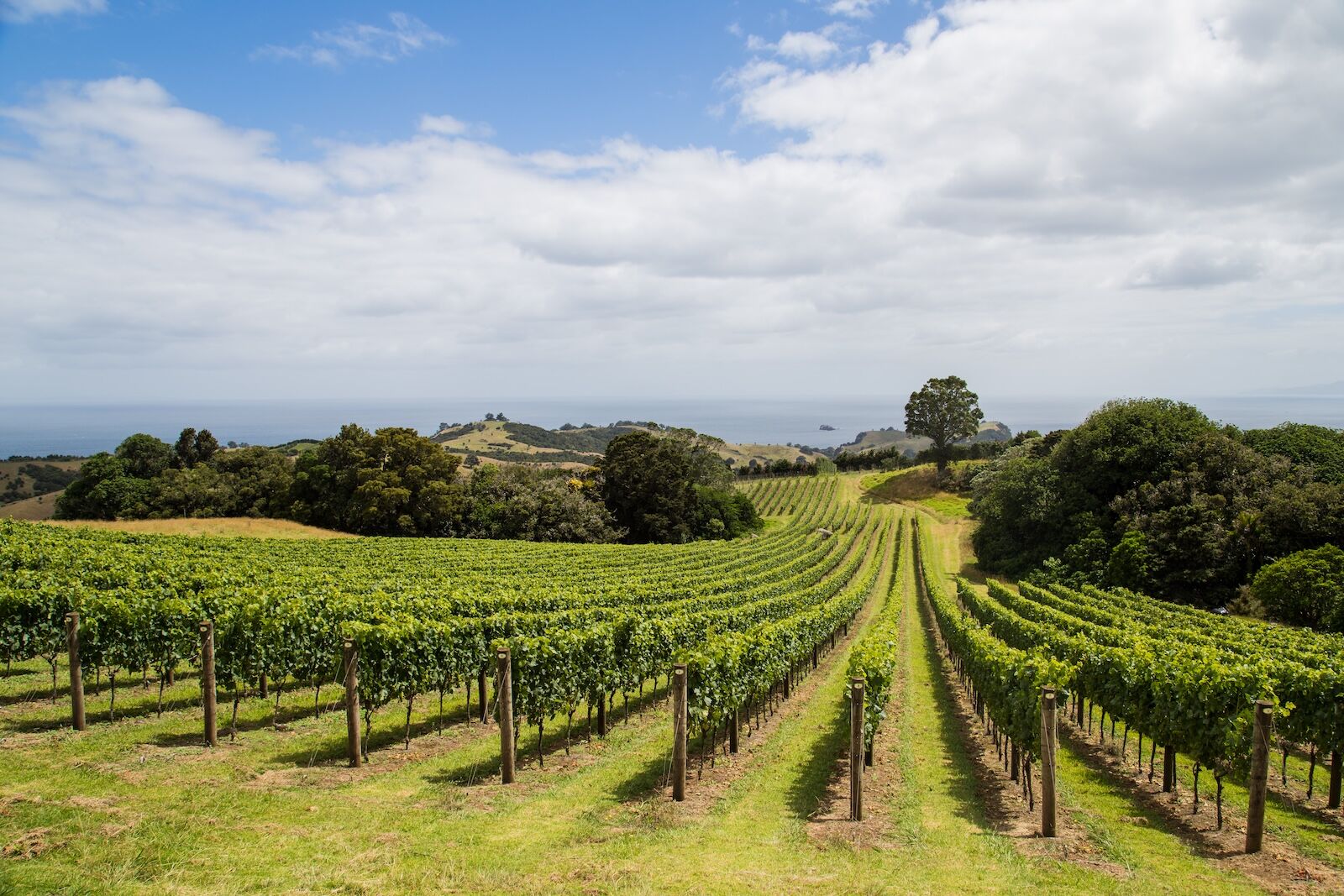 Vineyard on the hillside, Waiheke island in Hauraki Gulf, New Zealand