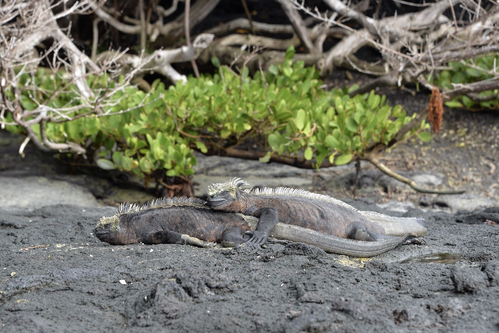 Marine iguana in the Galapagos islands