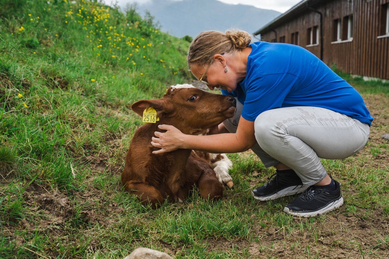 Woman with cow at Tingvollost cheese in Northwest Norway