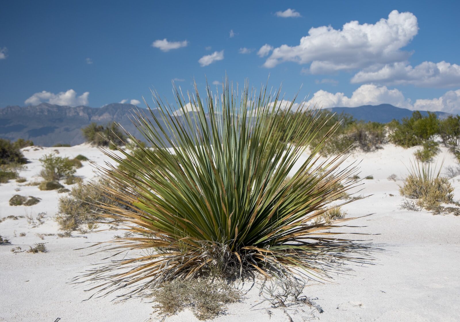 Mexican Sotol (Dasylirion) in the beautiful dunes in cuatrociénegas, Coahuila, Mexico. Flowering sotol.