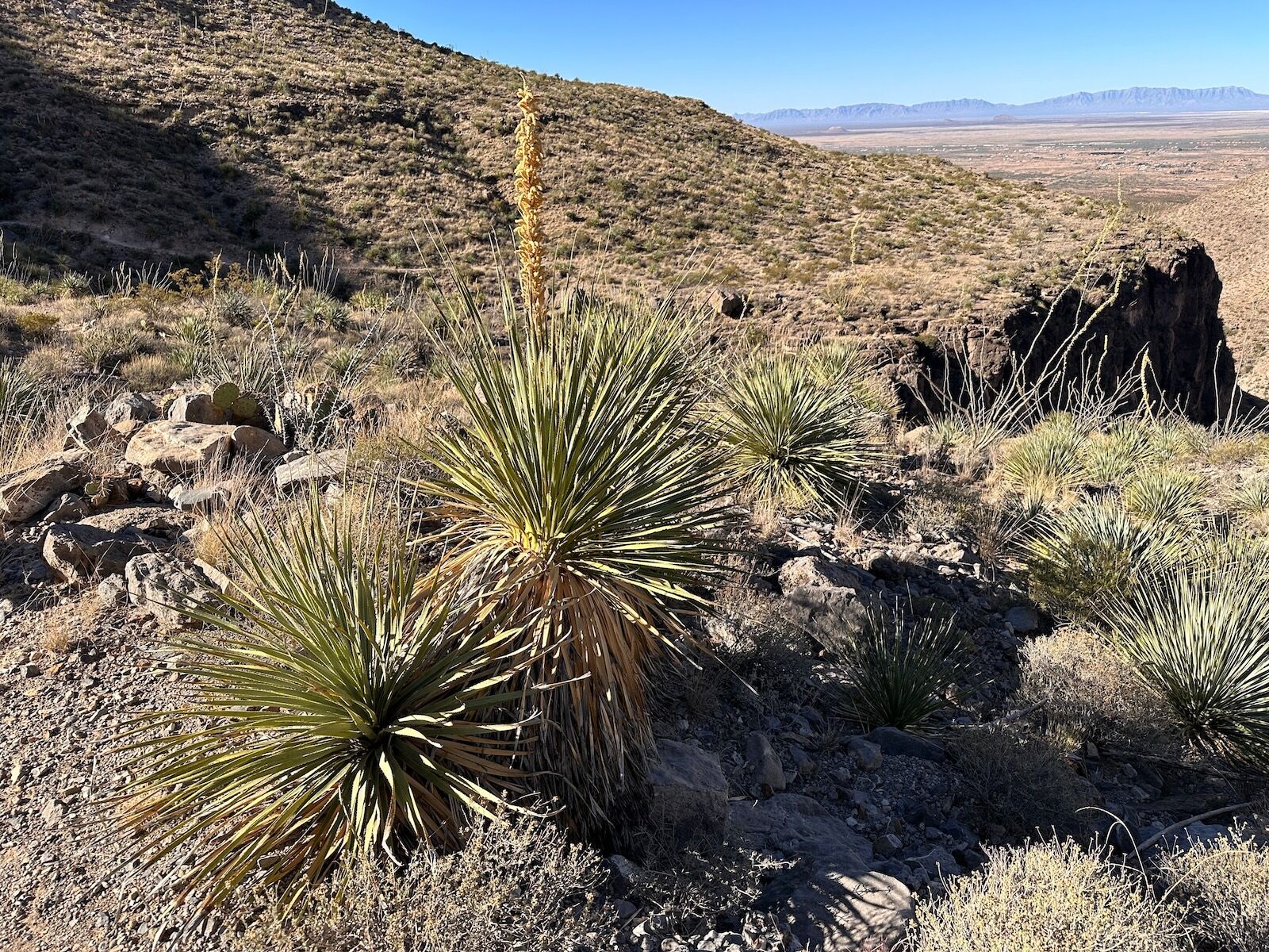 Desert spoon grows in New Mexico.