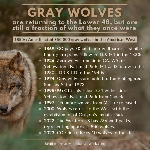 timeline of wolf populations in the american west