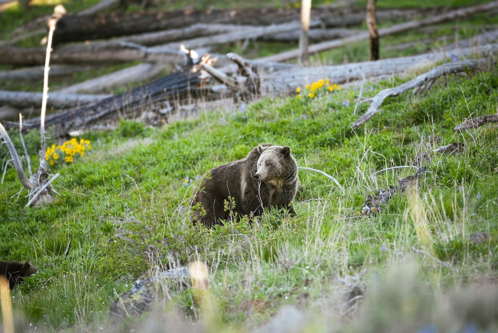 wolf tourism in yellowstone - grizzly in yellowstone