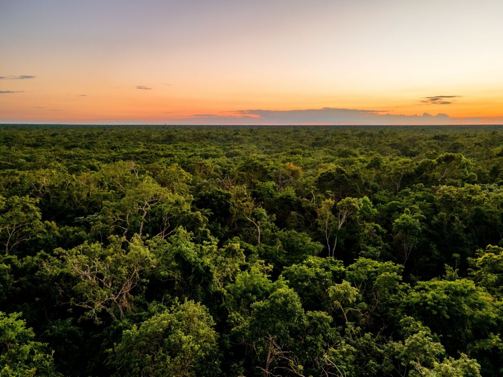 mayan site discovery - yucutan jungle