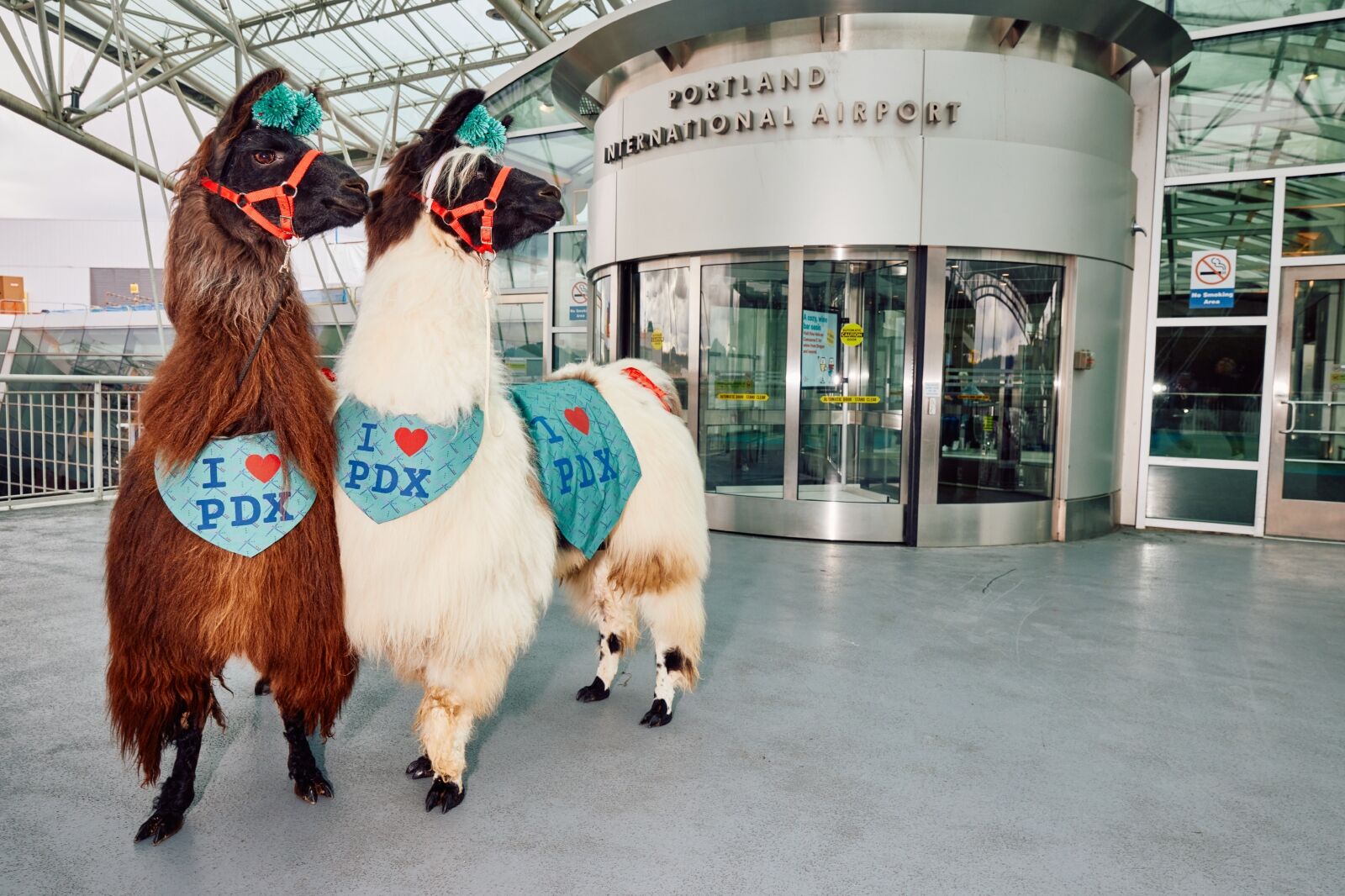 Portland Airport Support llamas