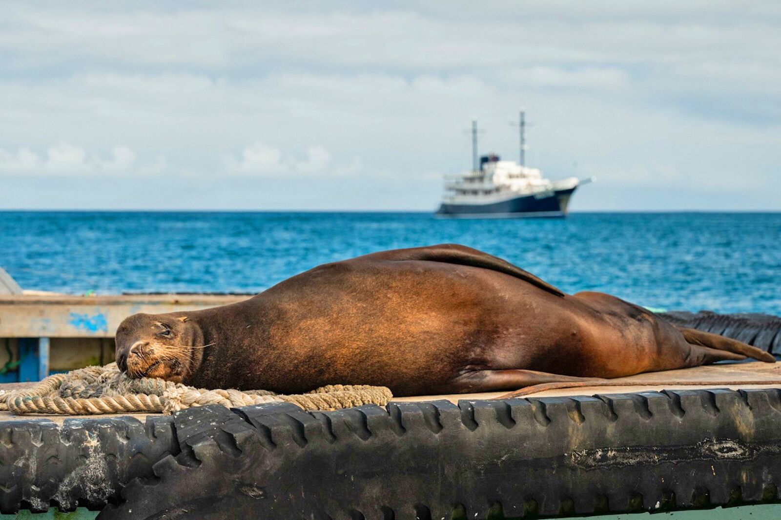 Quasar Expeditions is a luxury cruise line that sails in the Galapagos Islands