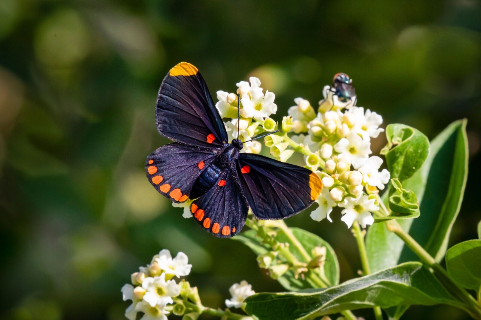 invertebrate zoos - texas butterfly center 