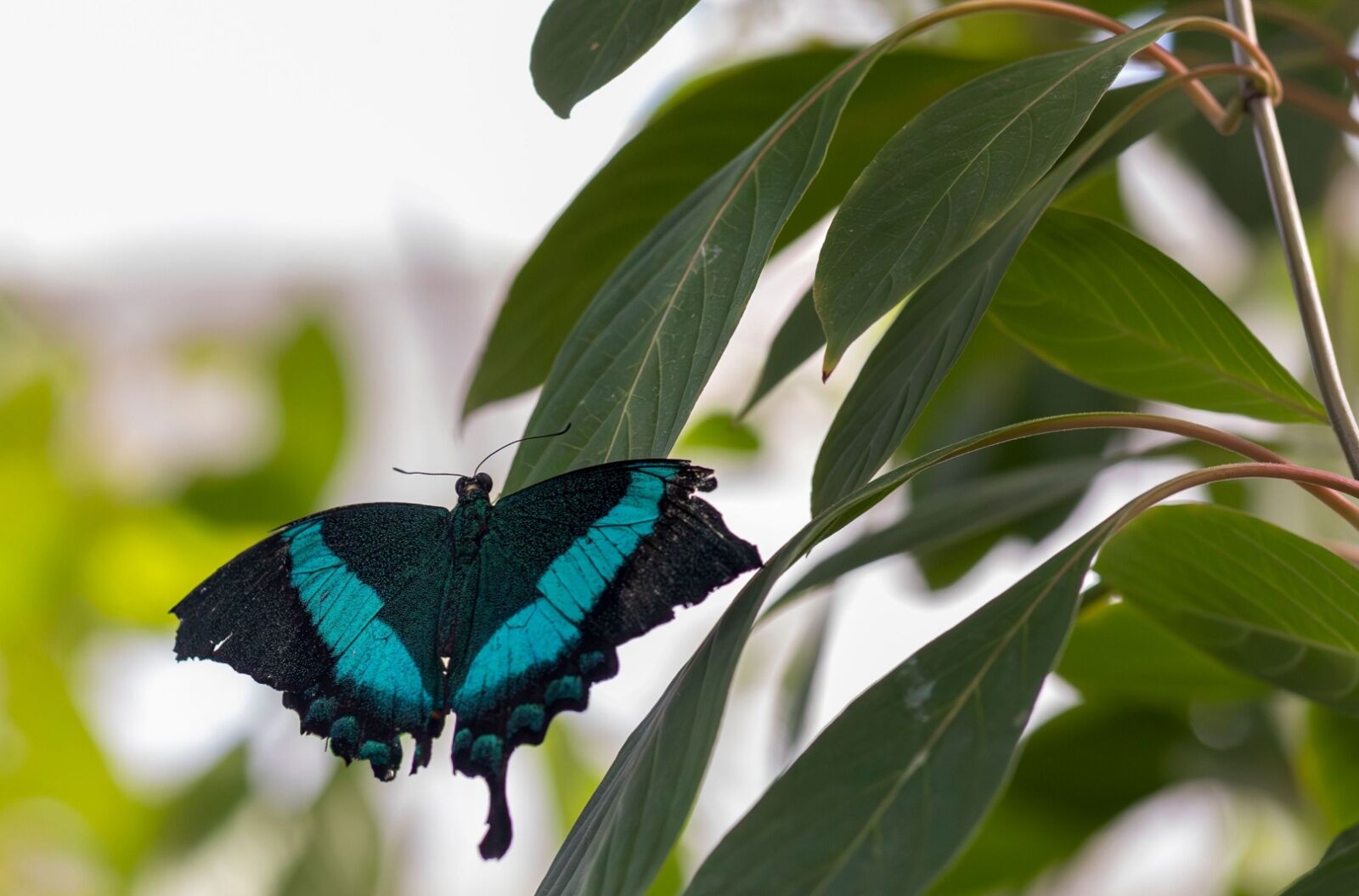 CO butterfly pavilion