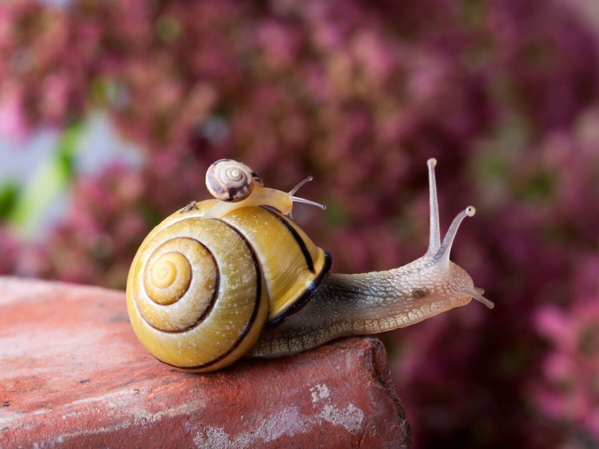Love the Environment? Swing by an Invertebrate Zoo on Your Next Vacation.