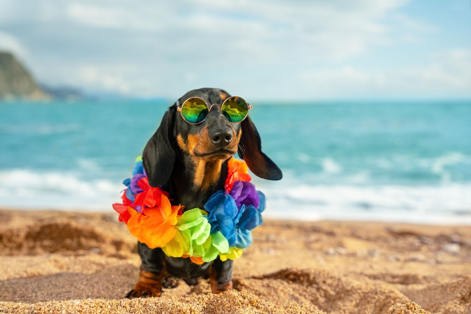 dog-friendly cruise - dachshund at beach