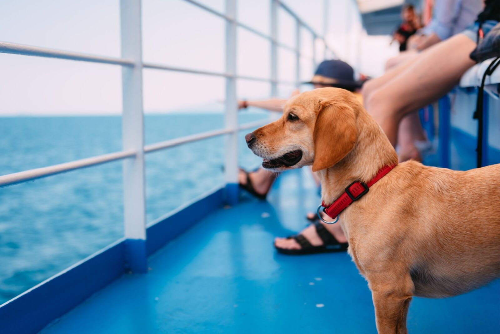 dog-friendly cruise - pup looking at the sea