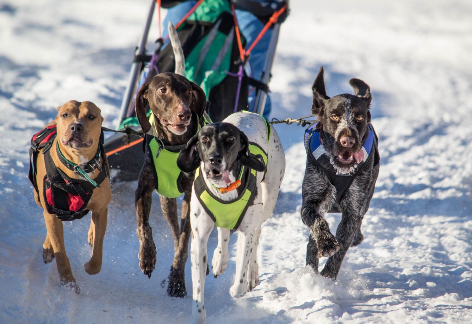 dog sledding in france