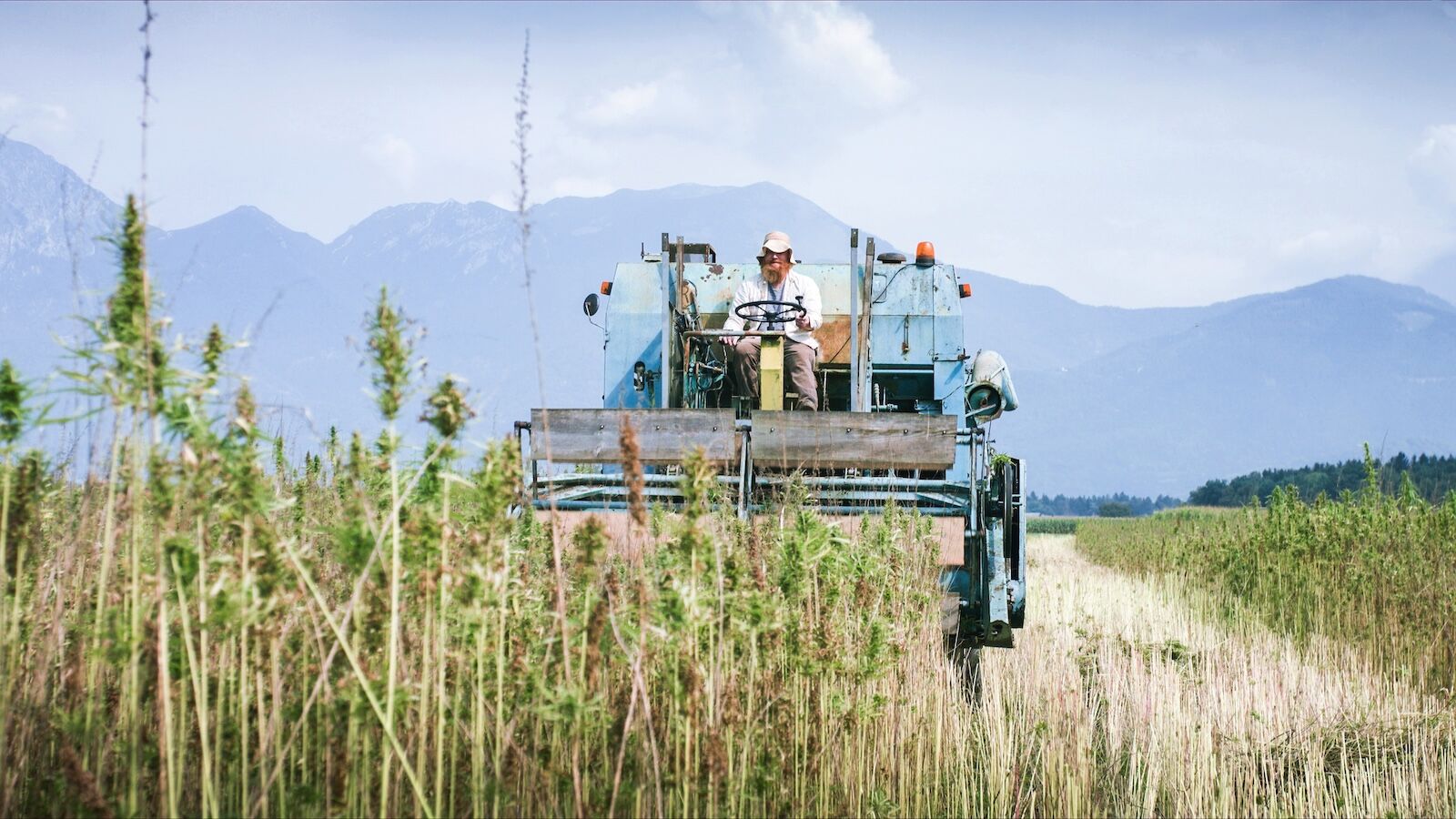 Combine harvester collecting Hemp or Cannabis on field outside.