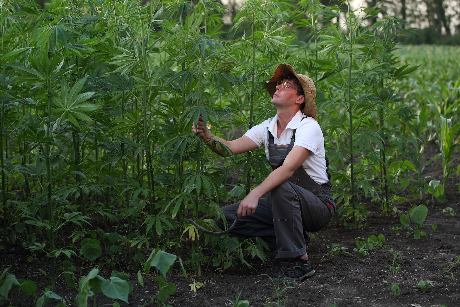 Farmer works in hemp field. Slices excess plants with a sickle