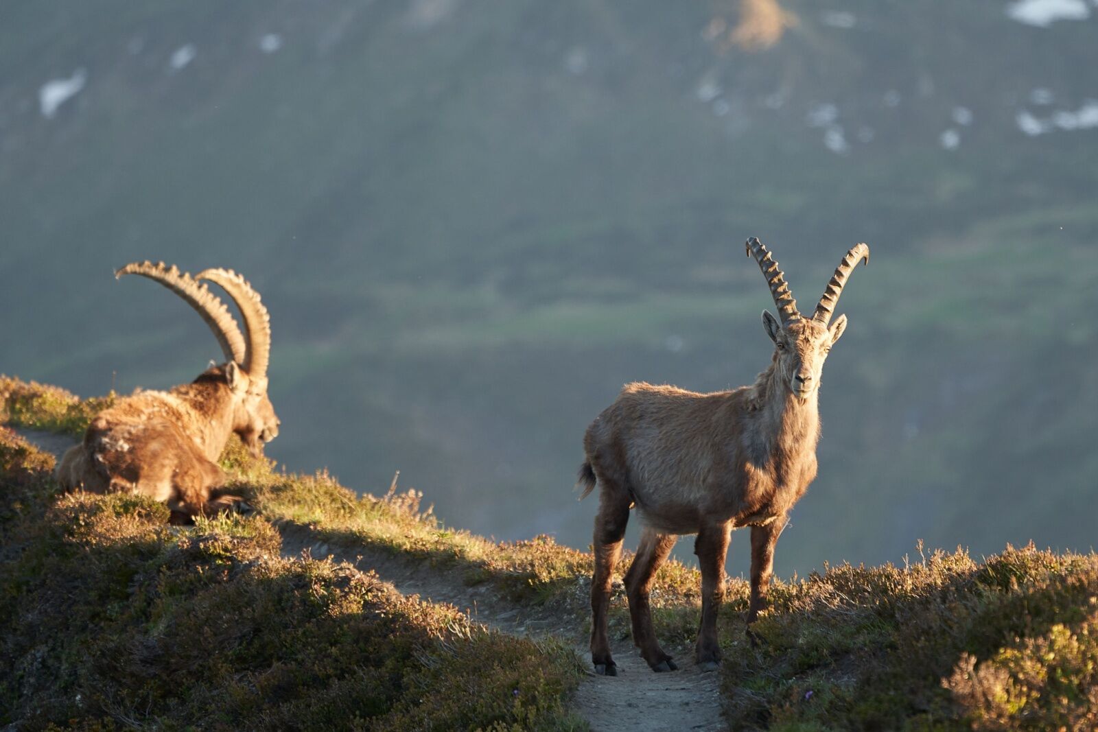 scuol switzerland ibex