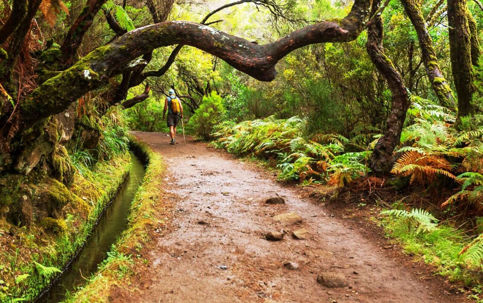 madeira hiking fee - levada hiker