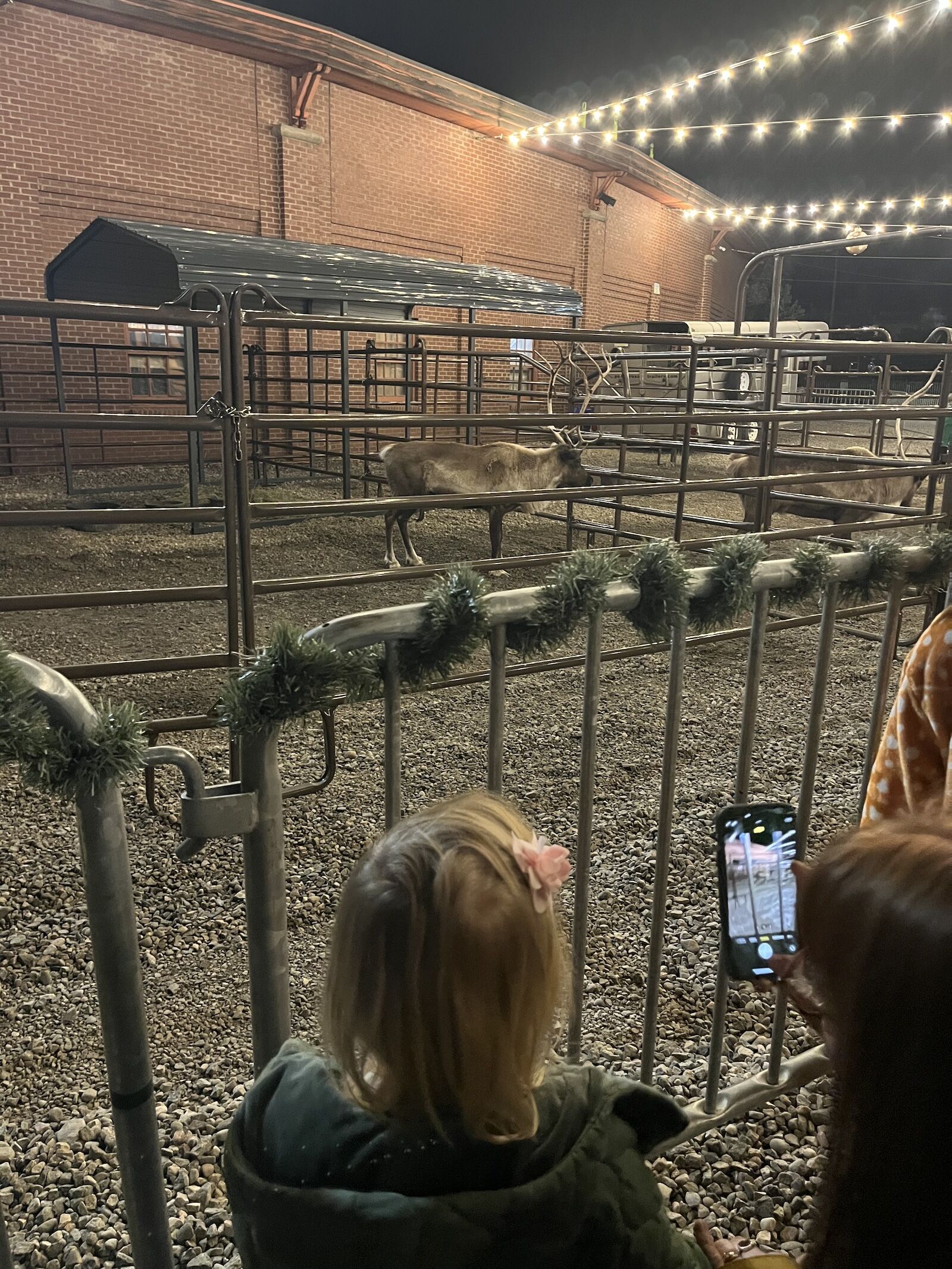 girl watches reindeer in cage