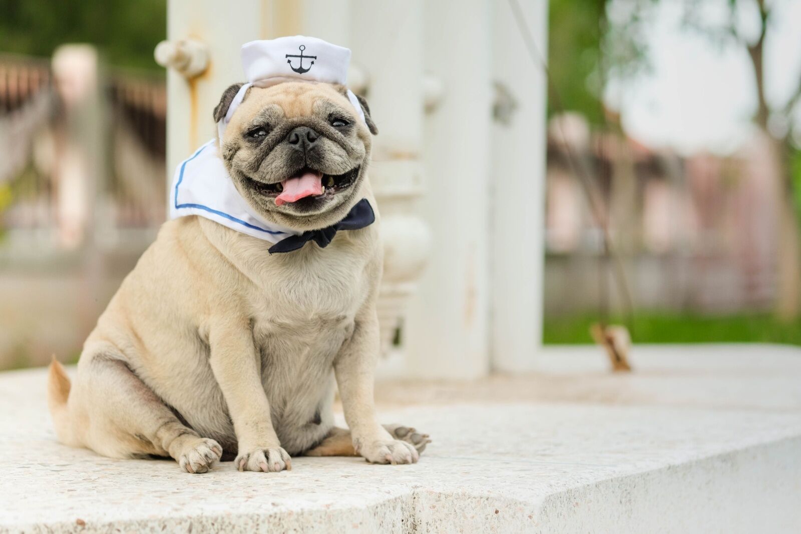 dog-friendly cruise - cruisetails pup in costume