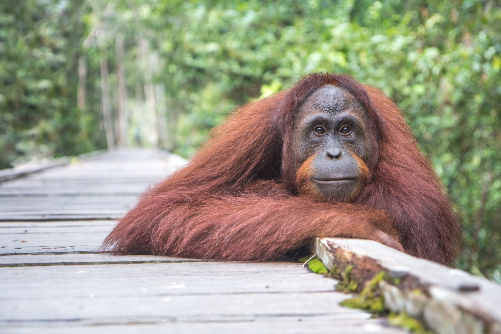 Wild female orangutan posing on a wooden track in the jungle of Kalimantan, Indonesia