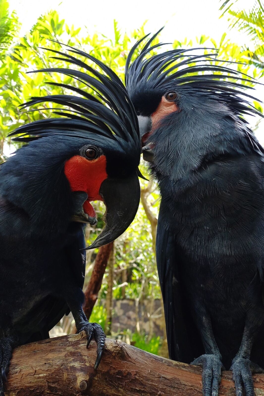 A pair of King Cockatoos (Probosciger atterimus) in Lombok-Indonesia.