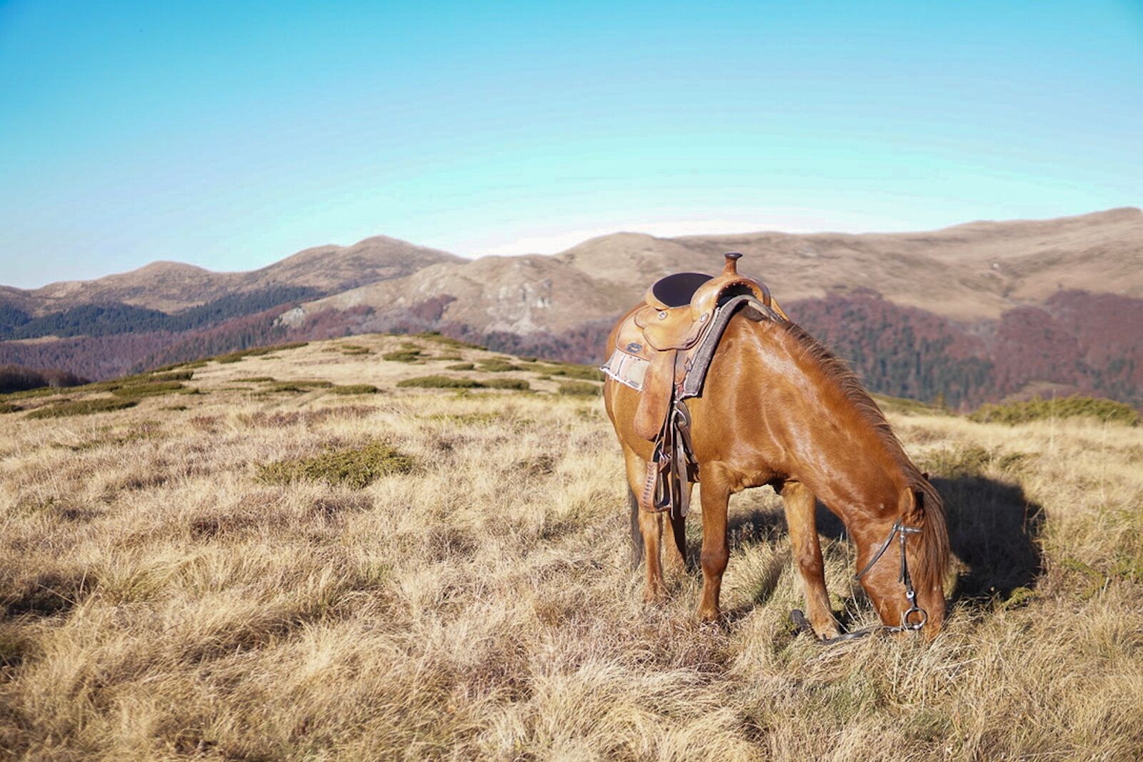 horseback riding in montenegro